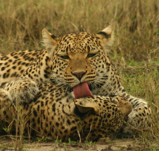 Leopard and cub, Okavango, Botswana