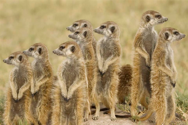 Meerkat family, Makgadikgadi, Venture To Botswana